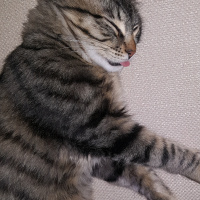 Tekir Kedi, Kedi  LEO fotoğrafı