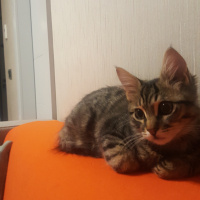 Tekir Kedi, Kedi  LEO fotoğrafı
