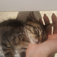 Tekir Kedi, Kedi  LEO fotoğrafı