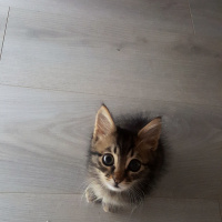 Tekir Kedi, Kedi  LEO fotoğrafı