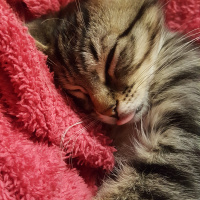 Tekir Kedi, Kedi  LEO fotoğrafı