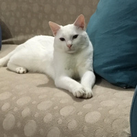 Tekir Kedi, Kedi  Jelibon fotoğrafı