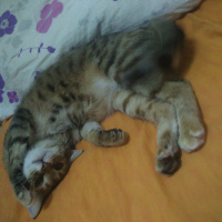 Tekir Kedi, Kedi  Kahve fotoğrafı