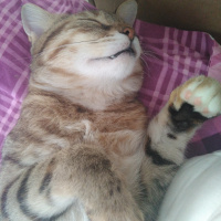 Tekir Kedi, Kedi  Kahve fotoğrafı
