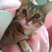 Tekir Kedi, Kedi  Kahve fotoğrafı