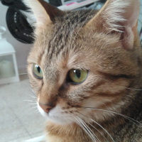 Tekir Kedi, Kedi  Kahve fotoğrafı