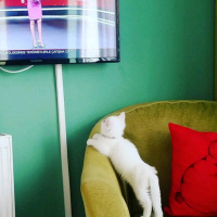 Exotic Shorthair, Kedi  betsy fotoğrafı