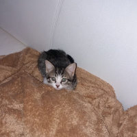 Bombay, Kedi  Mars fotoğrafı