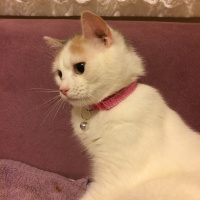 Tekir Kedi, Kedi  Prenses fotoğrafı