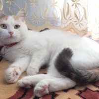 Tekir Kedi, Kedi  Prenses fotoğrafı