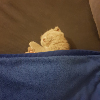 Scottish Fold, Kedi  Keşkül fotoğrafı