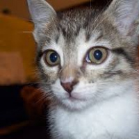 Abyssinian, Kedi  Patik fotoğrafı