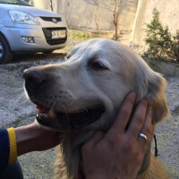 Golden Retriever, Köpek  Parker fotoğrafı