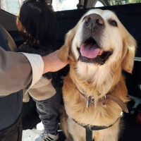 Golden Retriever, Köpek  Parker fotoğrafı