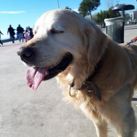 Golden Retriever, Köpek  Parker fotoğrafı