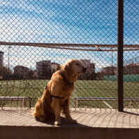 Golden Retriever, Köpek  Parker fotoğrafı