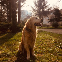 Golden Retriever, Köpek  Parker fotoğrafı