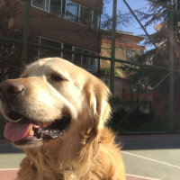 Golden Retriever, Köpek  Parker fotoğrafı