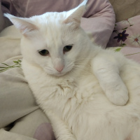 Ankara Kedisi, Kedi  Maya fotoğrafı