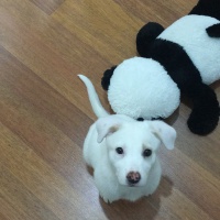 Golden Retriever, Köpek  Yumi fotoğrafı