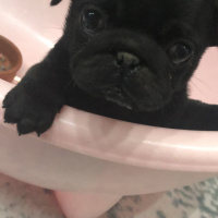 Pug, Köpek  Viski fotoğrafı