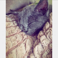 British Shorthair, Kedi  ponçik fotoğrafı