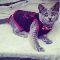 British Shorthair, Kedi  ponçik fotoğrafı