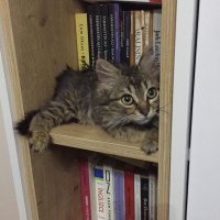 Tekir Kedi, Kedi  Felix fotoğrafı
