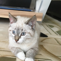 British Shorthair, Kedi  Salep fotoğrafı