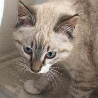 British Shorthair, Kedi  Salep fotoğrafı