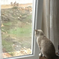 British Shorthair, Kedi  Salep fotoğrafı