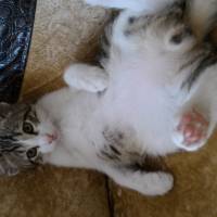 Tekir Kedi, Kedi  Asya ve Altay fotoğrafı