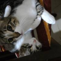 Tekir Kedi, Kedi  Asya ve Altay fotoğrafı