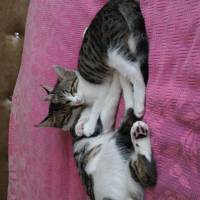 Tekir Kedi, Kedi  Asya ve Altay fotoğrafı