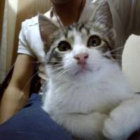 Tekir Kedi, Kedi  Asya ve Altay fotoğrafı