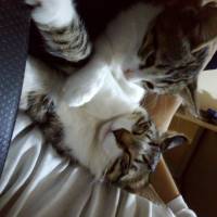 Tekir Kedi, Kedi  Asya ve Altay fotoğrafı