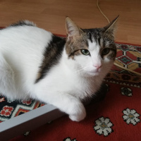 Tekir Kedi, Kedi  Asil fotoğrafı