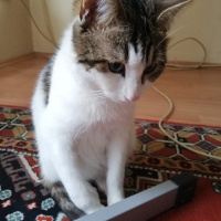 Tekir Kedi, Kedi  Asil fotoğrafı