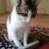 Tekir Kedi, Kedi  Asil fotoğrafı