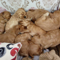 İngiliz Cocker Spaniel, Köpek  Hala adı yok fotoğrafı