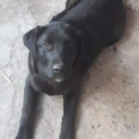 Labrador Retriever, Köpek  Zeytin fotoğrafı