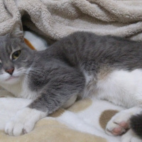 British Shorthair, Kedi  Hilda fotoğrafı