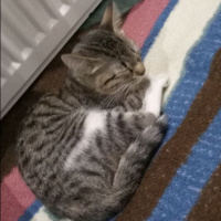 Tekir Kedi, Kedi  Müezza fotoğrafı
