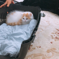 British Shorthair, Kedi  Dolunay fotoğrafı