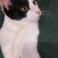 Tekir Kedi, Kedi  Minik fotoğrafı