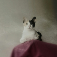 Tekir Kedi, Kedi  Minik fotoğrafı