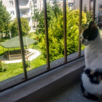 Tekir Kedi, Kedi  Minik fotoğrafı