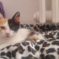 Tekir Kedi, Kedi  Minik fotoğrafı