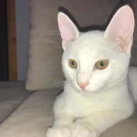 Van Kedisi, Kedi  Pamuk fotoğrafı