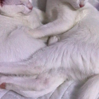 Van Kedisi, Kedi  Pamuk fotoğrafı
